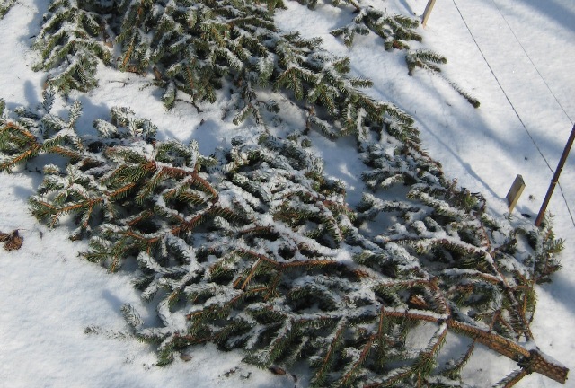 Vetrarskýling plantna