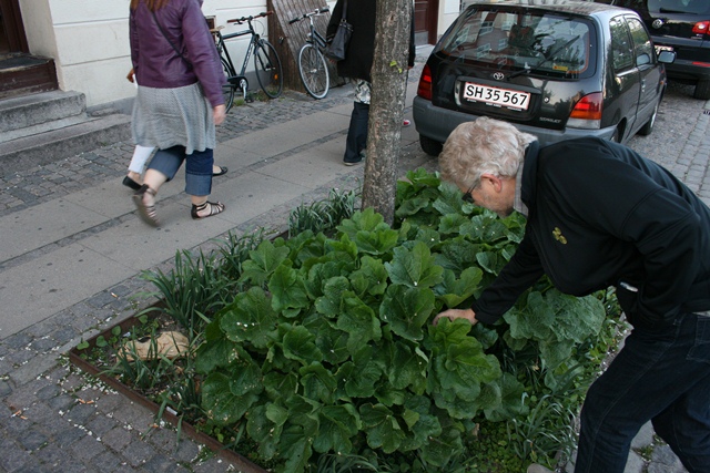 Þekjugróður í trjábeð