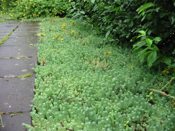 Hnoðrar (Sedum sp.)