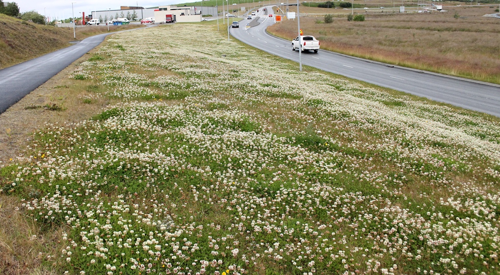 Hvítsmári í grasflötum